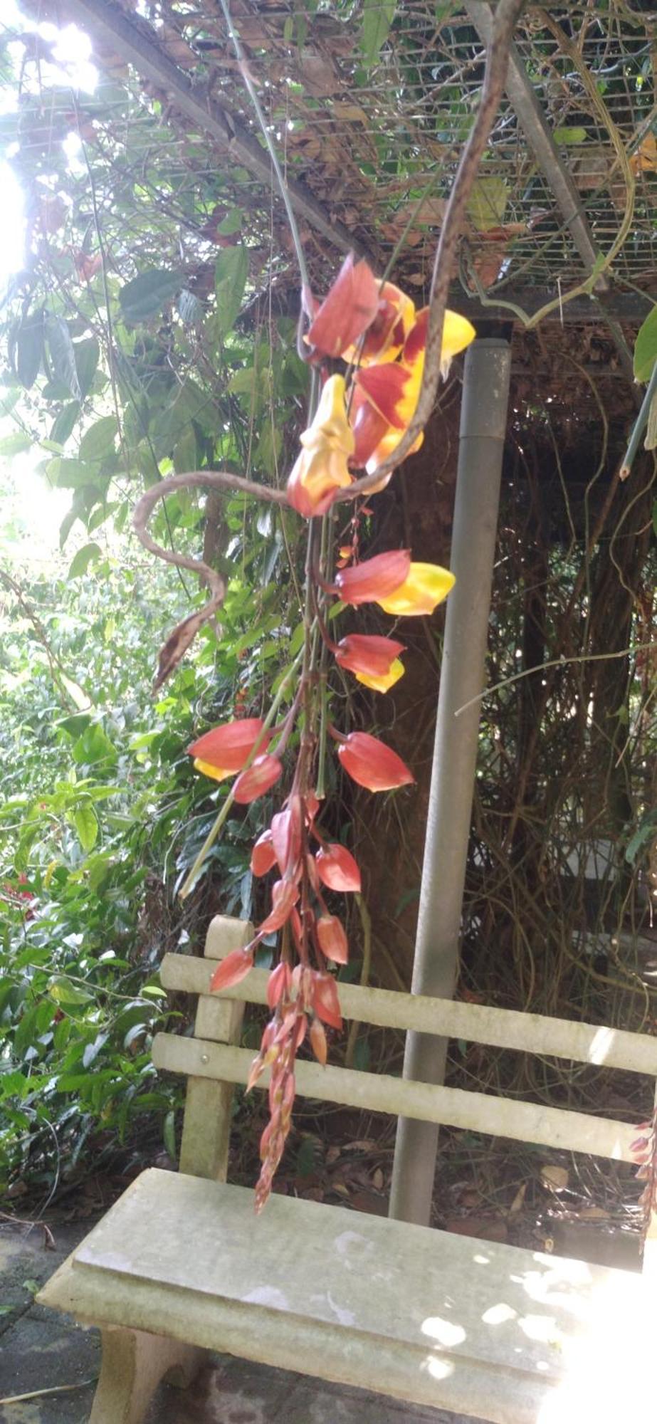 Sinharaja Kurulu Ella Eco Resort Deniyaya Esterno foto