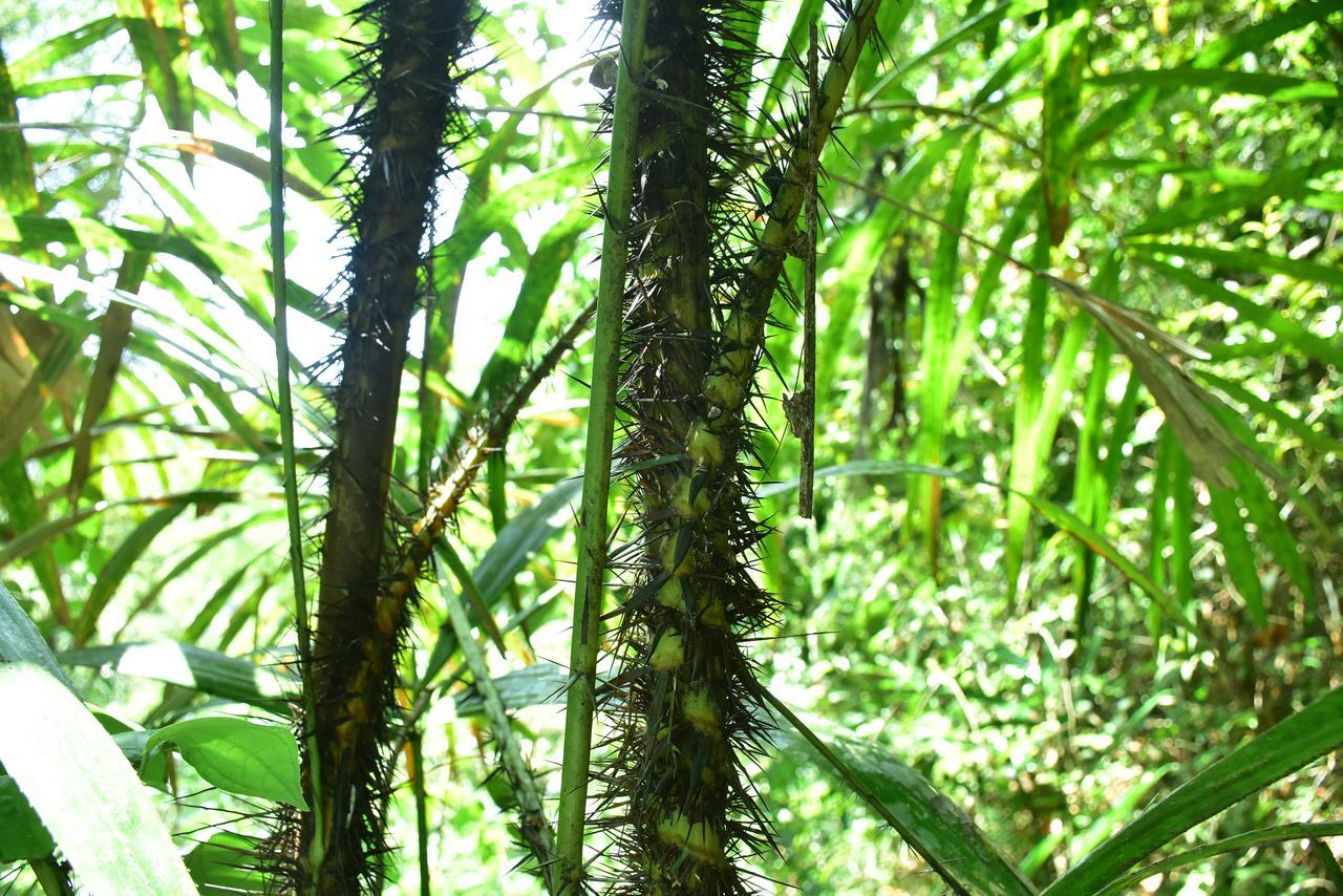 Sinharaja Kurulu Ella Eco Resort Deniyaya Esterno foto
