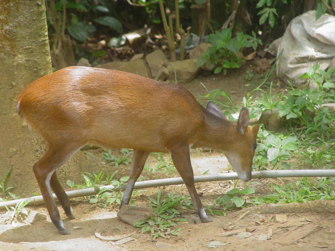 Sinharaja Kurulu Ella Eco Resort Deniyaya Esterno foto