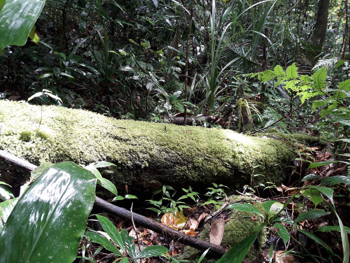 Sinharaja Kurulu Ella Eco Resort Deniyaya Esterno foto