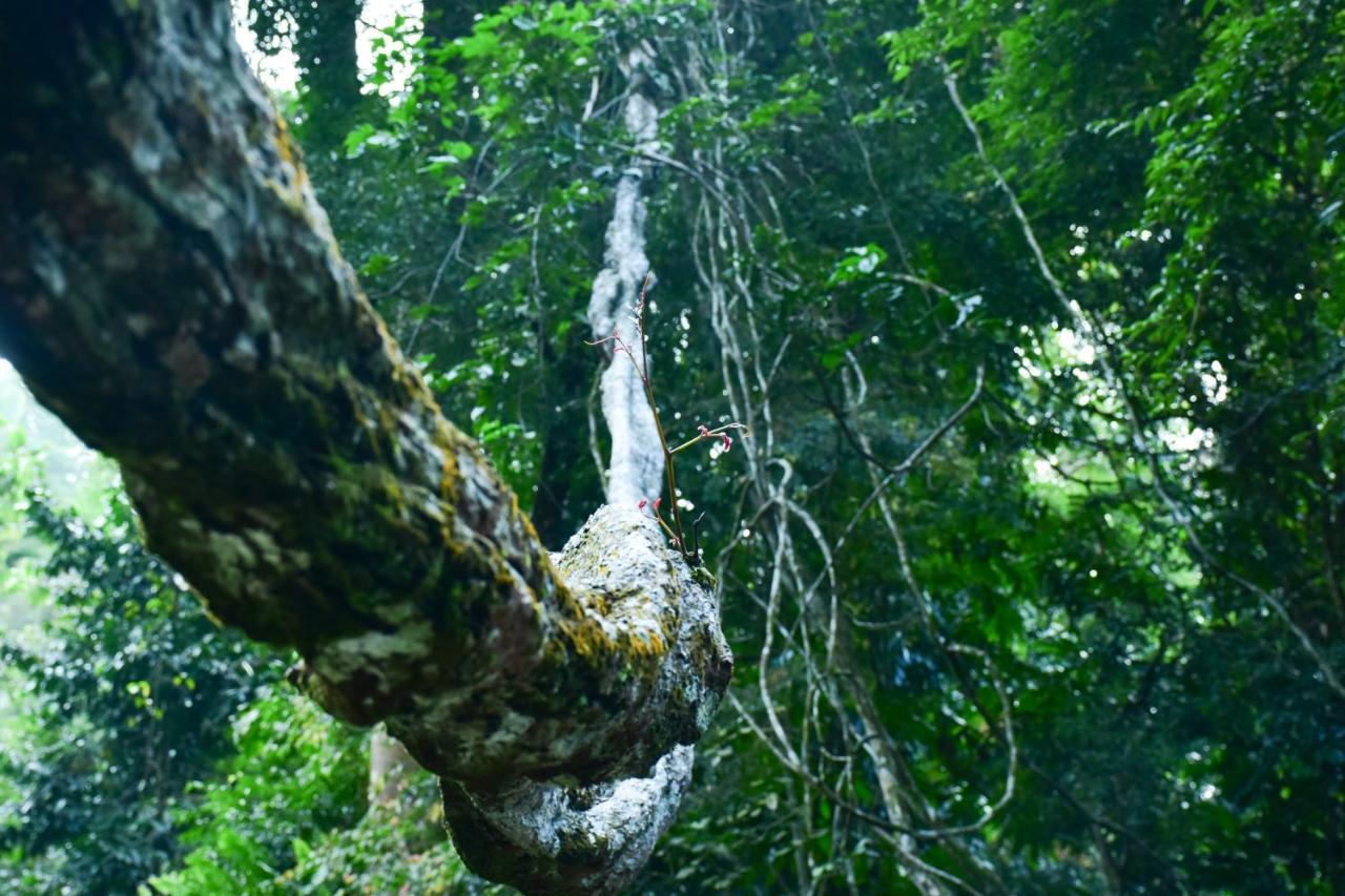 Sinharaja Kurulu Ella Eco Resort Deniyaya Esterno foto