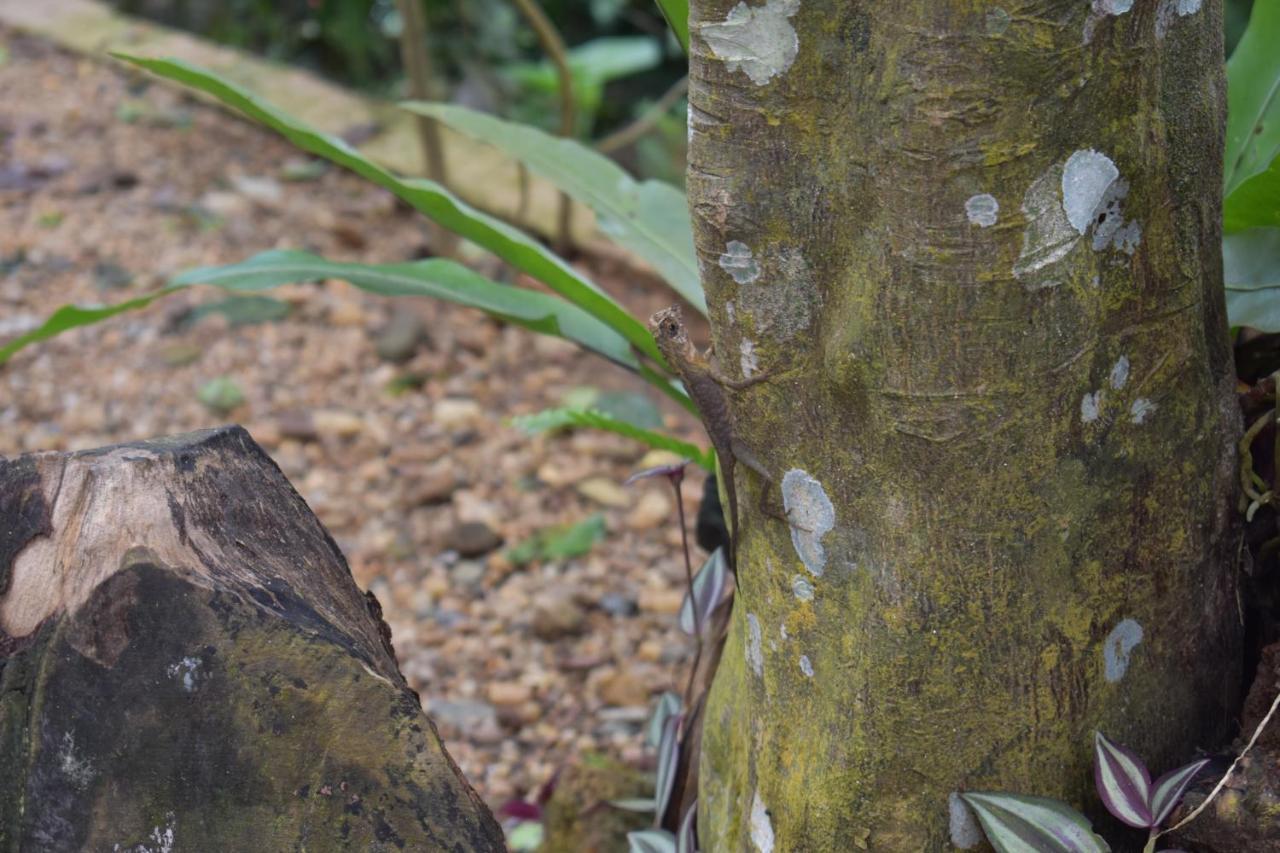 Sinharaja Kurulu Ella Eco Resort Deniyaya Esterno foto