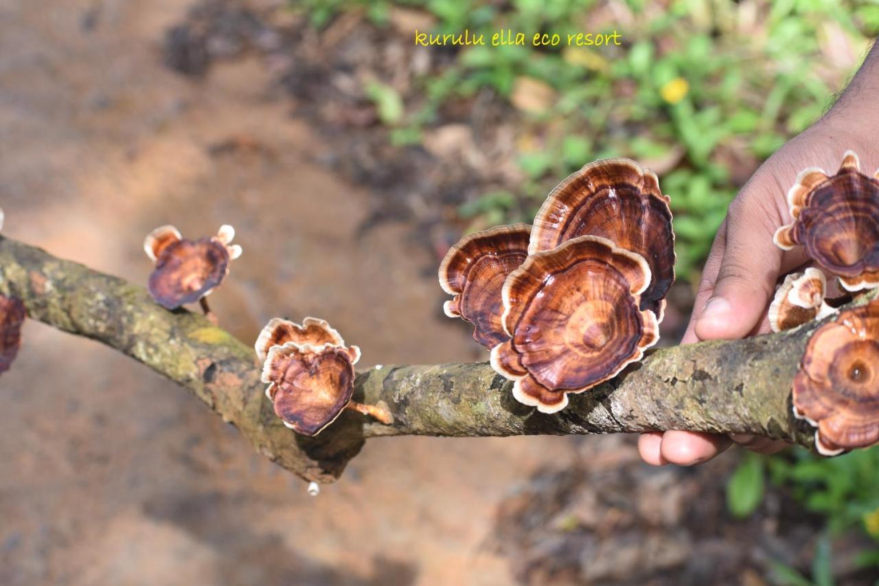 Sinharaja Kurulu Ella Eco Resort Deniyaya Esterno foto