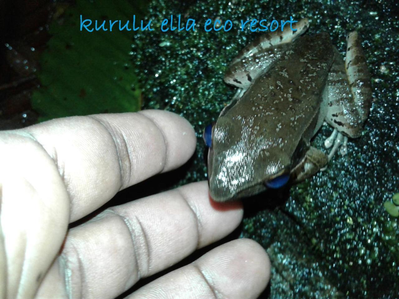 Sinharaja Kurulu Ella Eco Resort Deniyaya Esterno foto